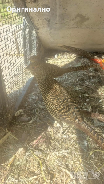 Фазани , снимка 1