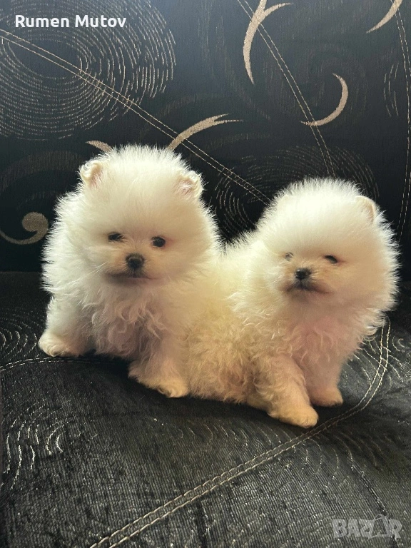 Померан , снимка 1