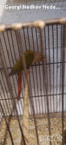 Продавам пирура, снимка 1