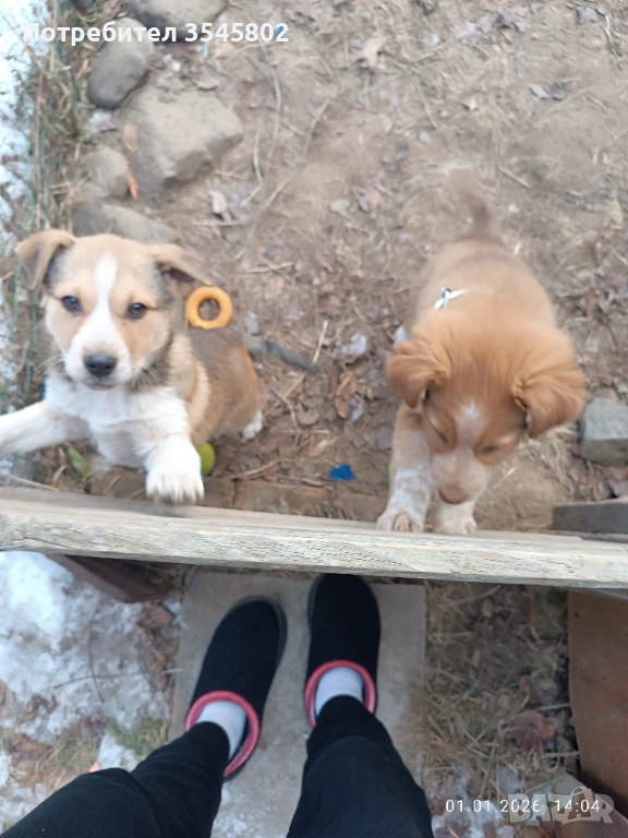 Подарявам кученца, снимка 1