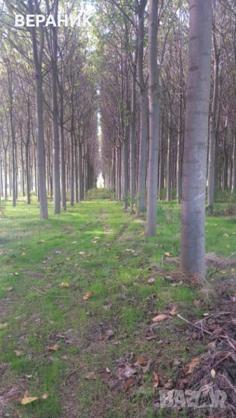 Пауловния трупи, снимка 1