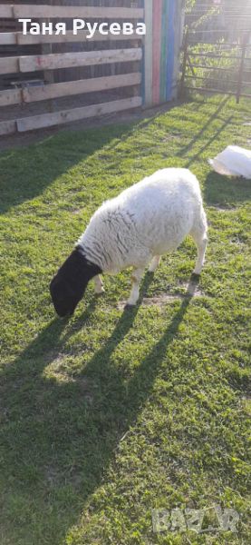 Продавам овце порода Дорпер, снимка 1