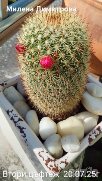 Кактус Мамилария, снимка 1