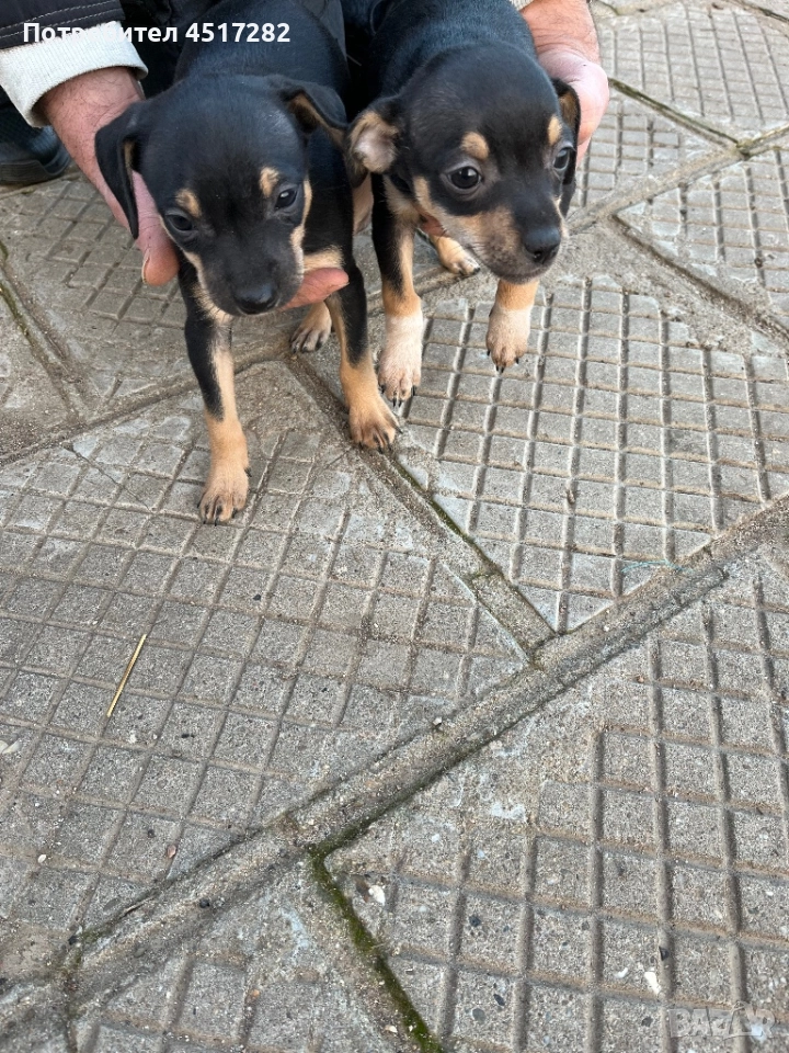 Кученца Пинчер , снимка 1