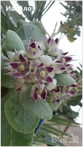 Calotropis procera - Содомска ябълка - семена, снимка 1