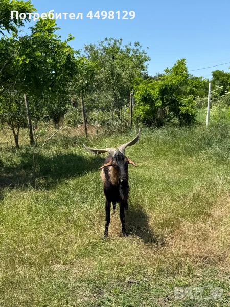 Пръч френски алпин, снимка 1