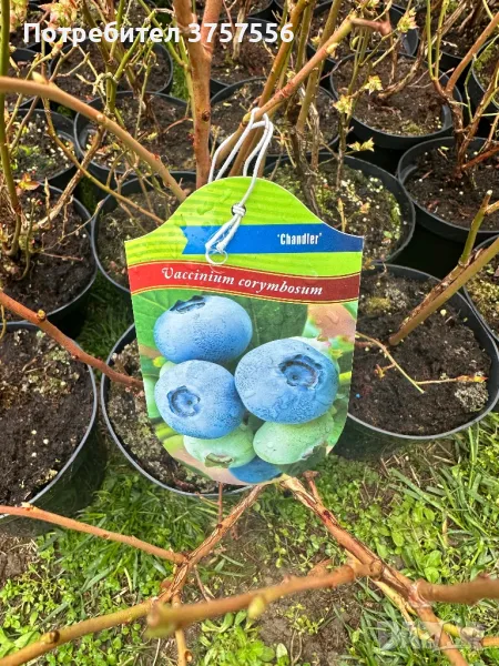 Боровинки Чандлър 4 годишни, снимка 1