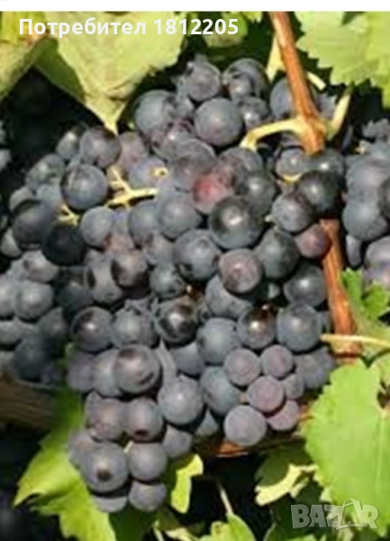 Грозде Сторгозия и Дунавски лазур 1.50лв, снимка 1