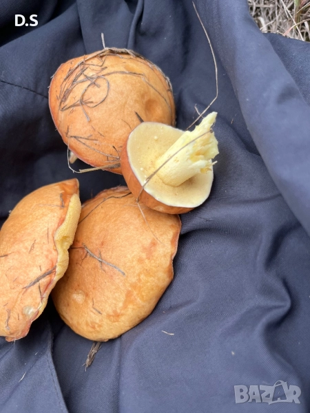 Продавам гъби масловки , снимка 1