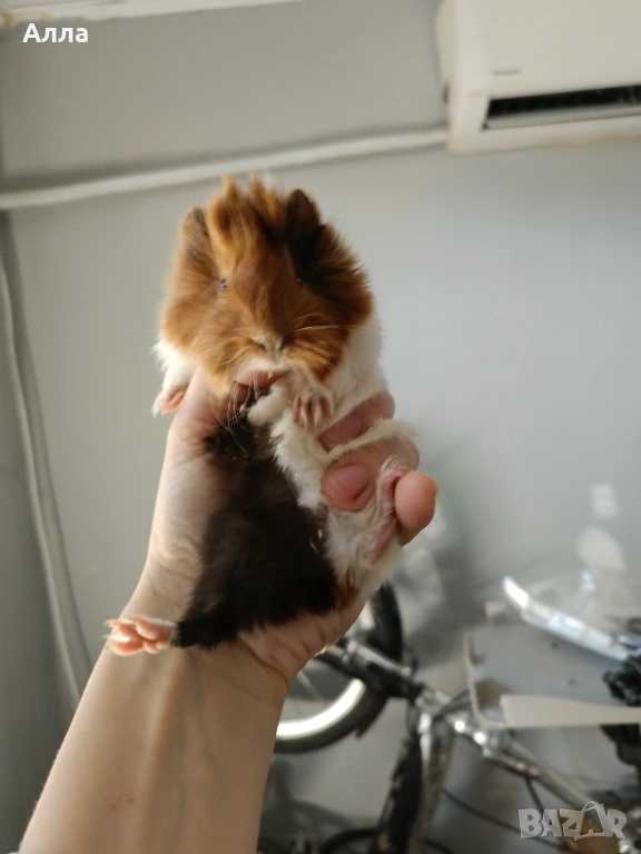 Има в наличност 3 морски свинчета , снимка 1