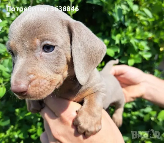 Мини дакел, снимка 2 - Дакели - 50091116