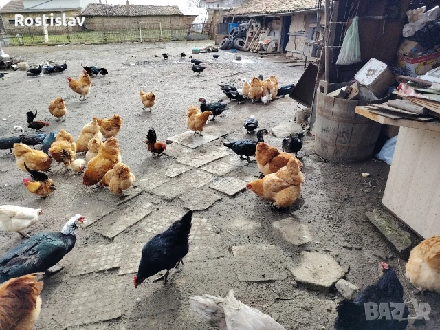 породисти кокошки , снимка 8 - Кокошки и пуйки - 53486745