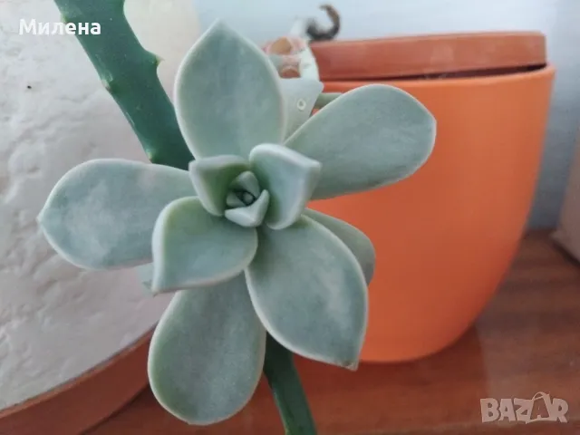 Седум Палмери, снимка 8 - Градински цветя и растения - 49446517