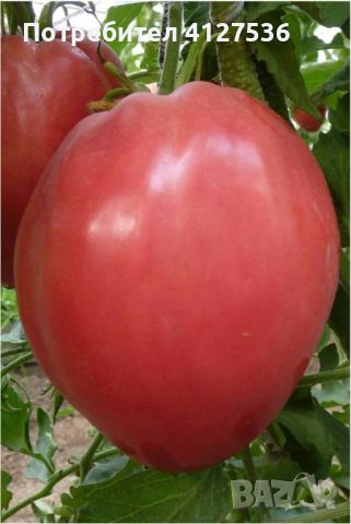 домашни домати биволско сърце , снимка 1 - Домашни продукти - 46165856