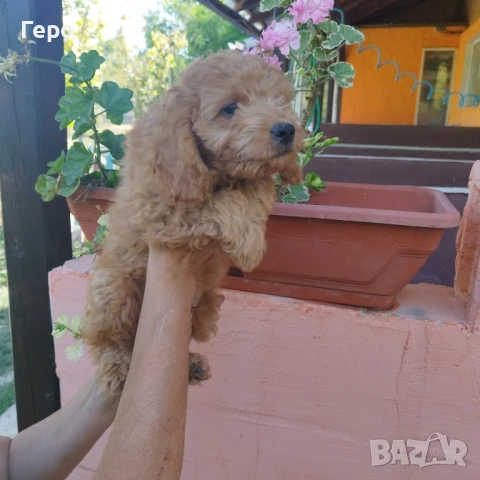 кокери, снимка 1