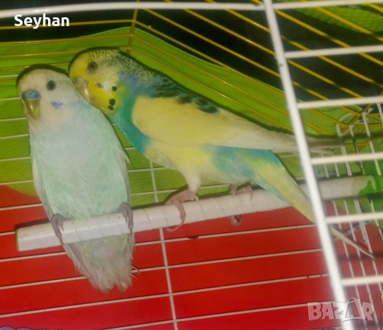 Папагали с кледка