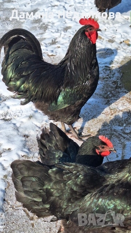 оплодени яйца от австралорп , снимка 4 - Кокошки и пуйки - 53752921