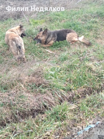 Женска овчарка на 8 месеца , снимка 3 - Немска овчарка - 53635855