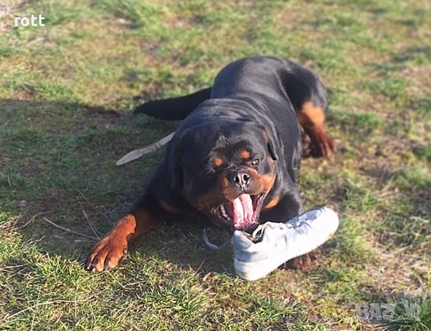Ротвайлер