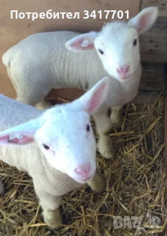 Ил дьо Франс под селекция, снимка 1