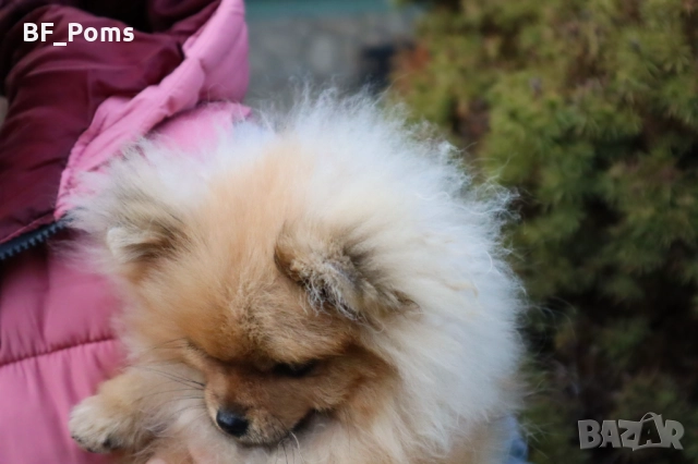 Миниатюрно момиченце померан с родословие FCI, снимка 4 - Померан - 50219721