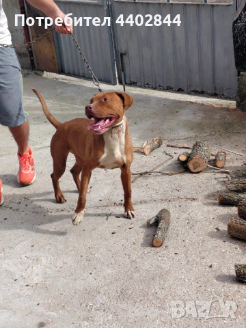 Продава се питбул , снимка 5 - Питбул - 53598731