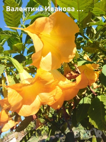 комплект 4бр ангелски тромпет , снимка 5 - Разсади - 52380470