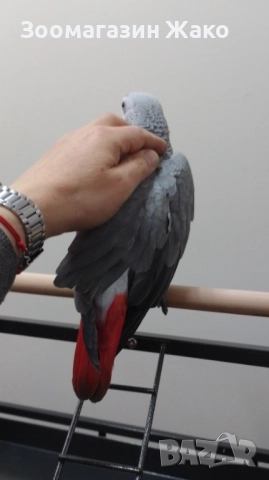 Папагал Кралско Жако, снимка 3 - Папагали - 52519882