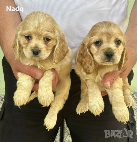 Кокер шпаньол Страхотни 