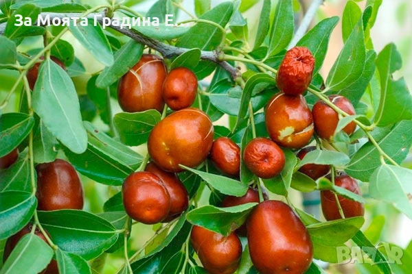 Хинап - Финап