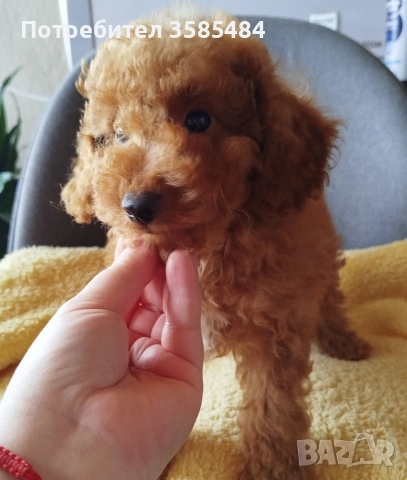 Mini poodle/Мини пудел 