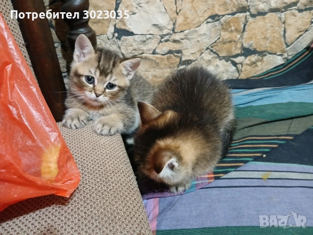 британска чинчила с родословие 600лв , снимка 5 - Британска късокосместа - 53013627