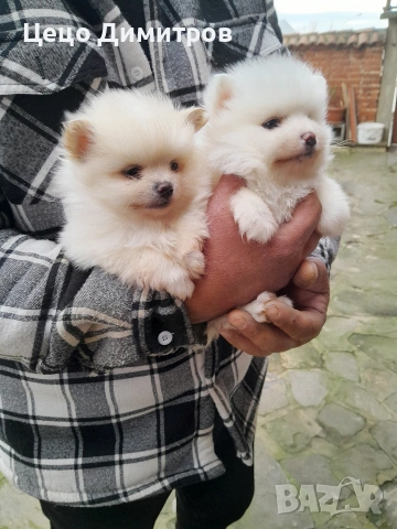 ПОМЕРАНЧЕТА