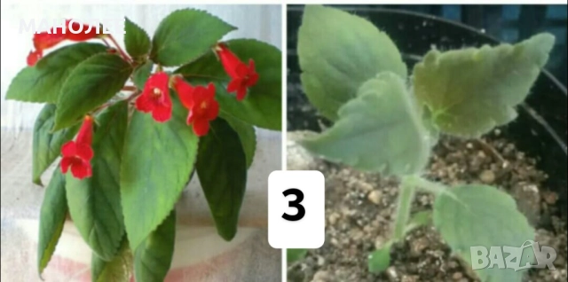 Саксийни цветя - 8 вида 3 НЕЗАСАДЕНИ КОРЕНА В ЕДИН ПАКЕТ /видове по избор/ ЗА 20 ЛВ. / 10,23 € ., снимка 4 - Градински цветя и растения - 52047799