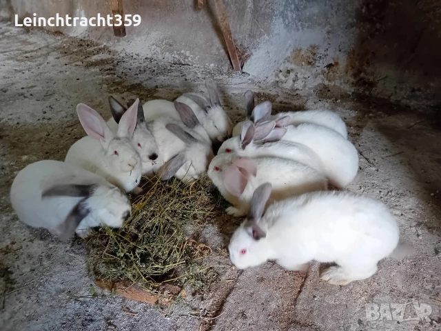 Калифорнийски и новозеландски зайци цика