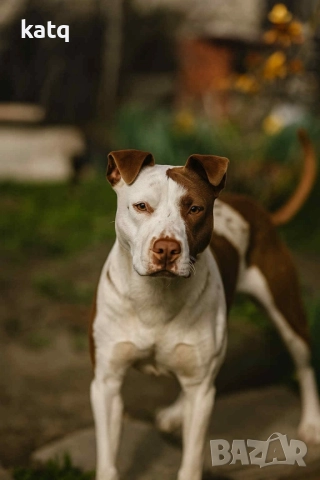 Питбулчета за продажба! 🐾 , снимка 15 - Питбул - 52518976