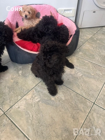 Мини пуделчета, снимка 15 - Пудели - 52762580