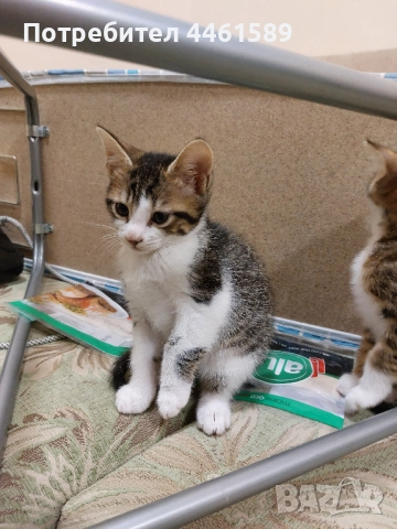 ПОДАРЯВАМ домашни котенца, снимка 2 - Други - 52665863