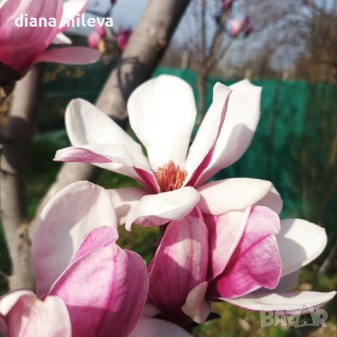  Магнолия Солангиана, Magnolia Soulangeana, снимка 4 - Градински цветя и растения - 45990049