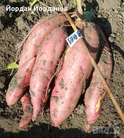 ЕКО Разсад за Батати (Сладки картофи) - 7 сорта, Реколта 2026, снимка 7 - Разсади - 53528408