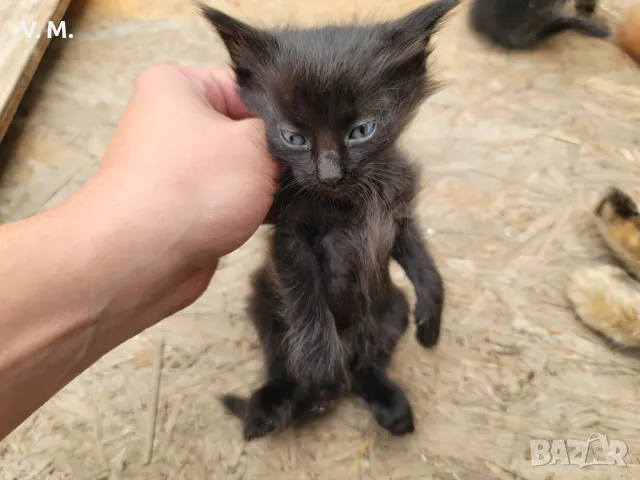 Подарявам малки котета родени преди около 2 седмици, снимка 3 - Други - 45640819