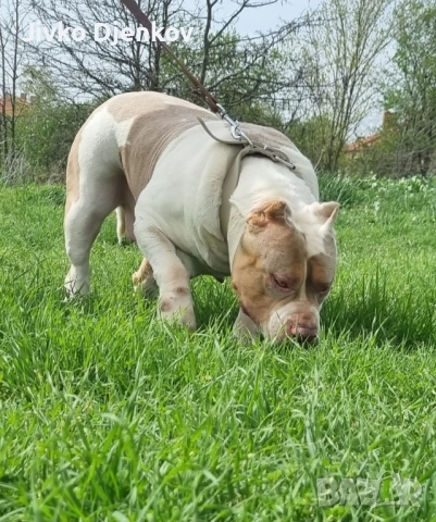 Американско були / American bully XL , снимка 16 - Други - 52453803