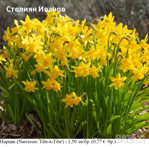СОРТОВИ НАРЦИСИ - ЛУКОВИЦИ, снимка 13 - Сортови семена и луковици - 52372810