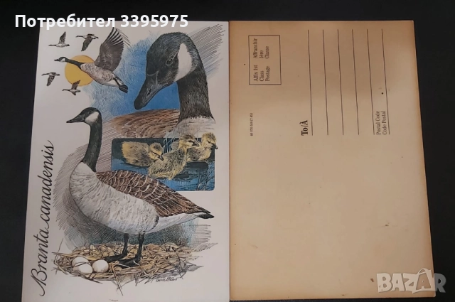 Стара пощенска картичка ”Канадски гъски” (неизползвана), снимка 3 - Филателия - 51436659
