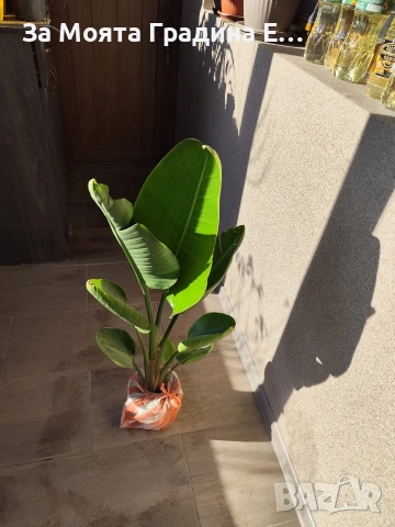 Стрелиция - Nikolai, снимка 5 - Градински цветя и растения - 53633300