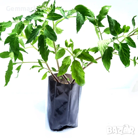 Пликове за разсад, рози, овошки, зеленчуци, снимка 5 - Саксии и кашпи - 53787218