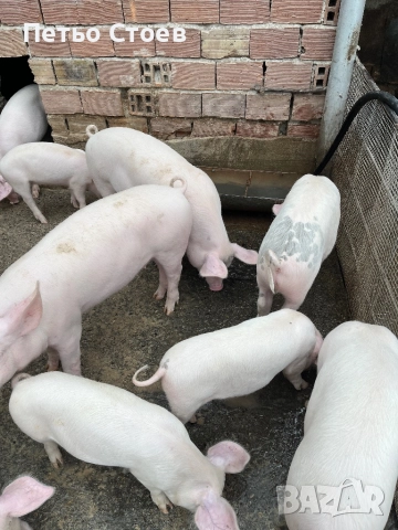 Продавам малки прасета, снимка 5 - Прасета - 52312199