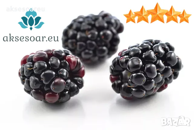 Висококачествени нови семена от хранителна Къпина без бодли Rubus rusticanus 50+ семена антиоксидант, снимка 4 - Сортови семена и луковици - 49258762