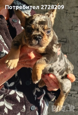 Френски булдог/French Bulldog , снимка 5 - Френски булдог - 52929981