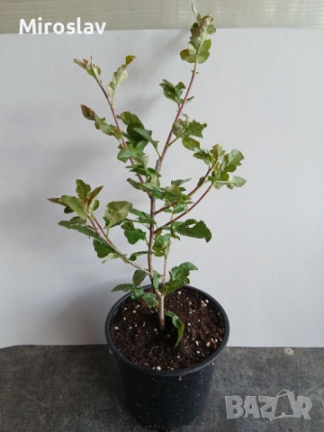 Офика „Бурка“-(Самодивско дърво), снимка 7 - Градински цветя и растения - 54244400